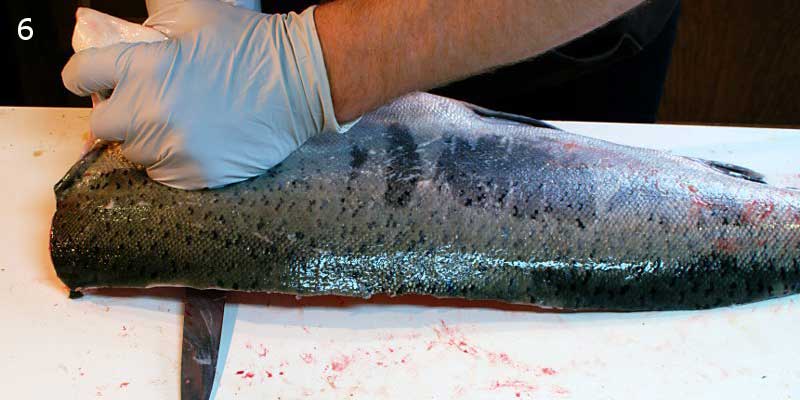 Knifestock BLOG - Kuidas õigesti lõhet fileerida